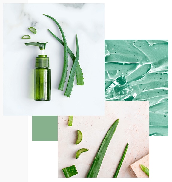 Masque Visage Aloe Vera : tous ses bienfaits - Marionnaud