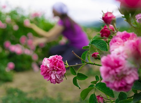 bouquet