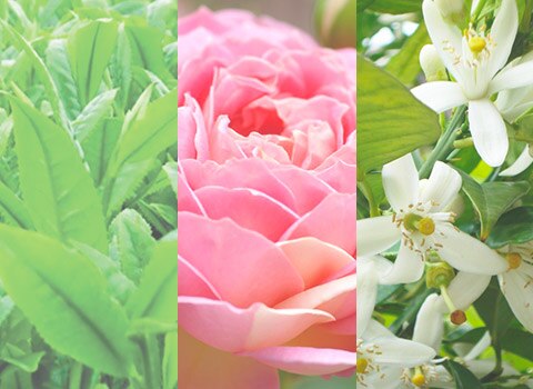bouquet