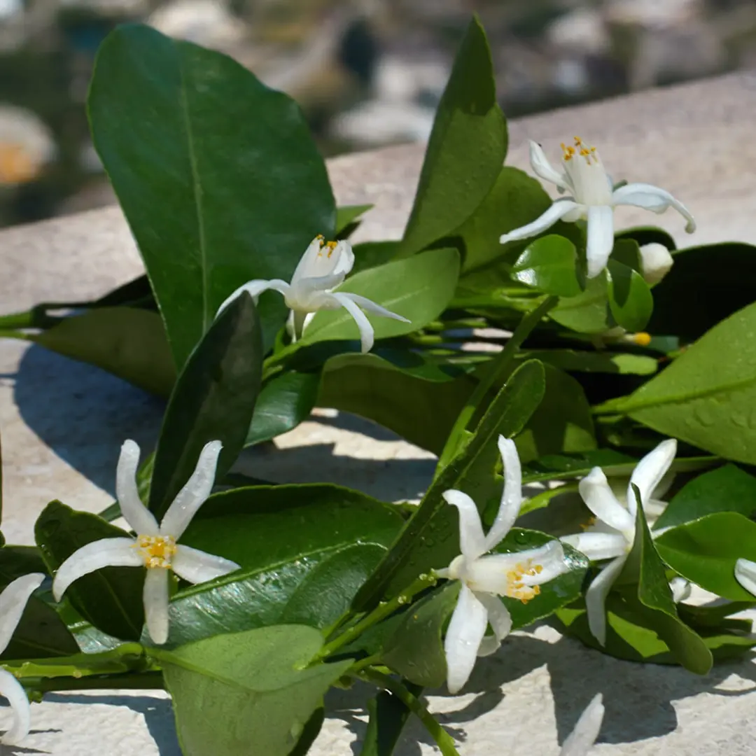 Fleur d'oranger