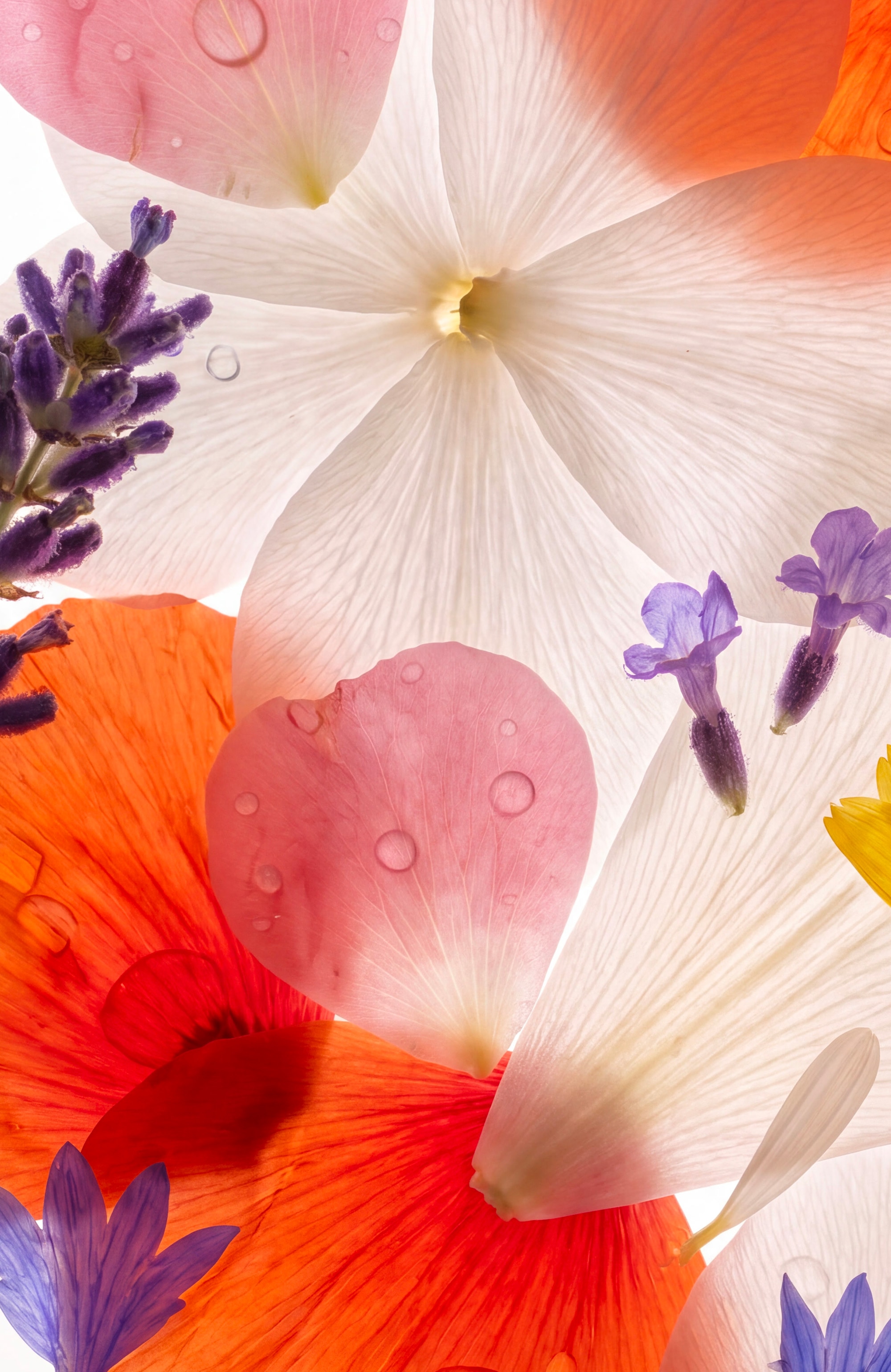 Notes florales de rose, de jasmin et de fleurs blanches