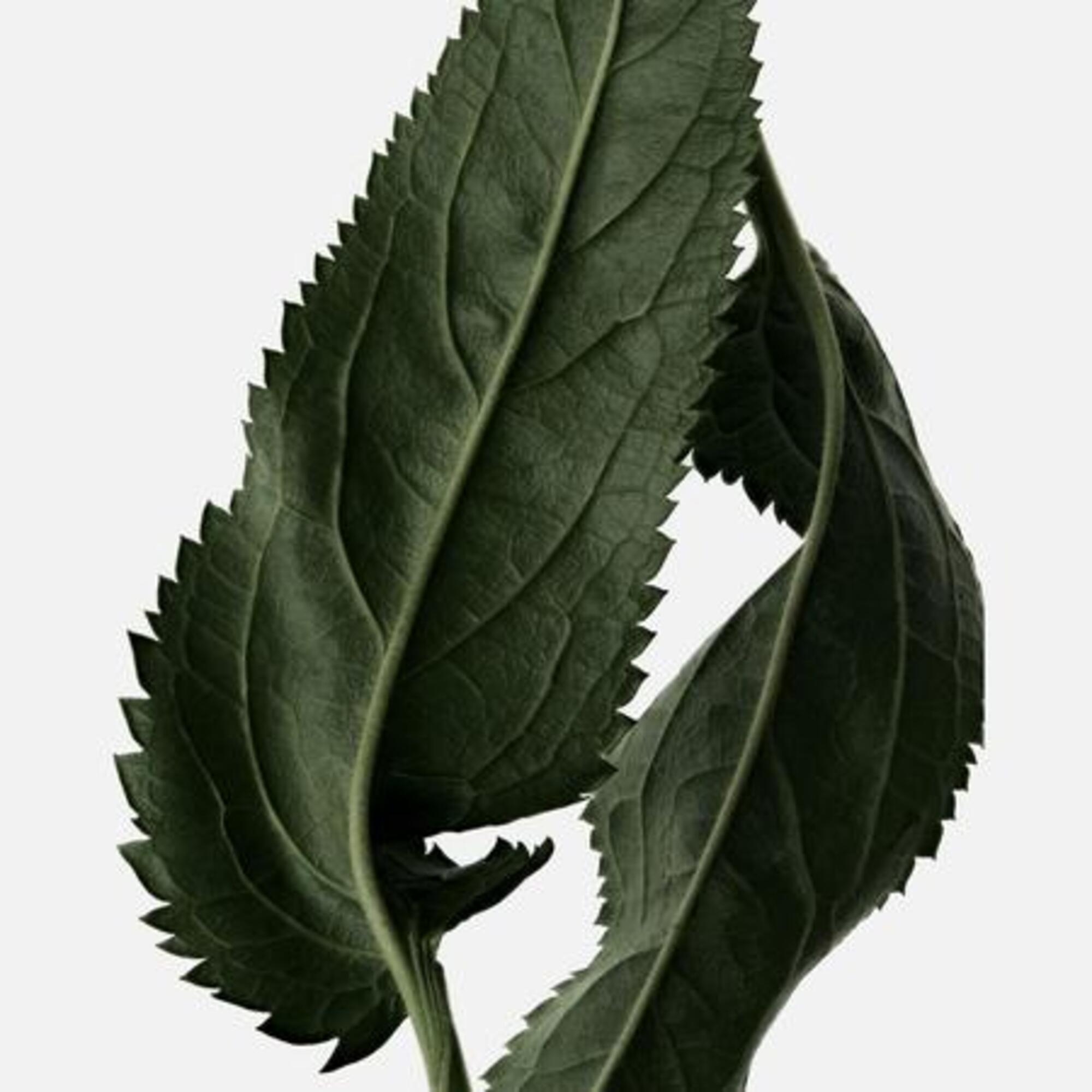 Eau de toilette intense