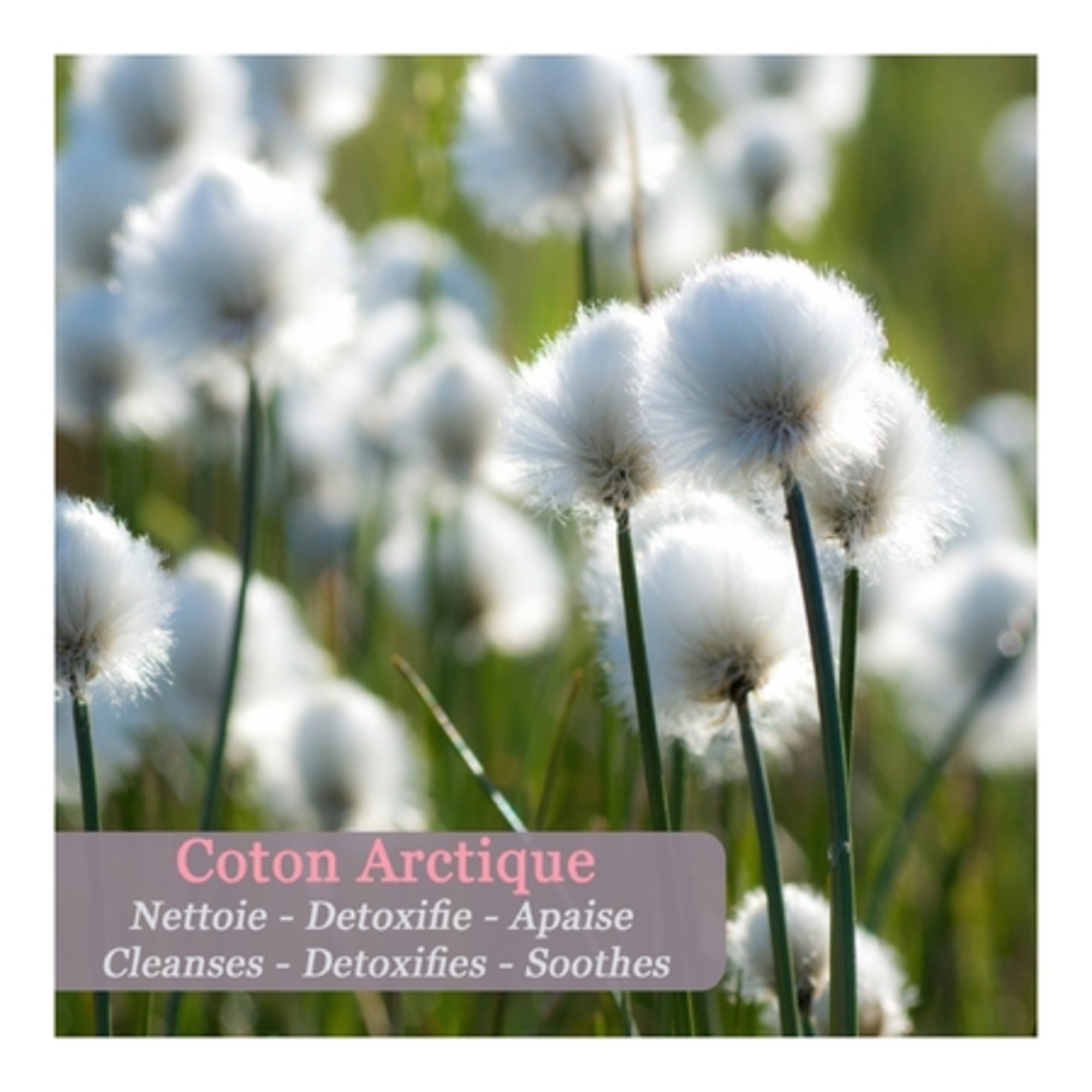 Déodorant minéral au lichen arctique