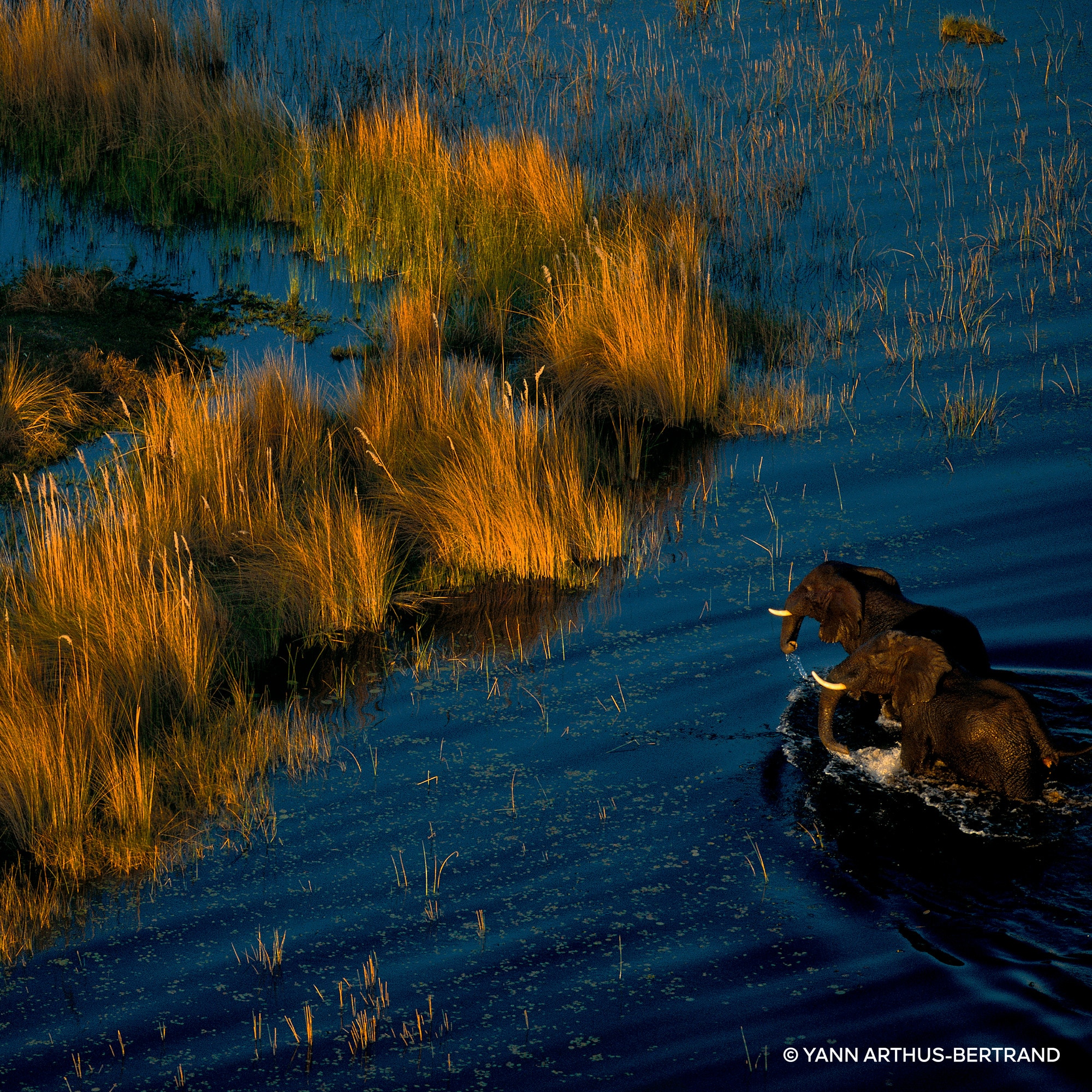 Rosa rossa - eau de parfum recharge