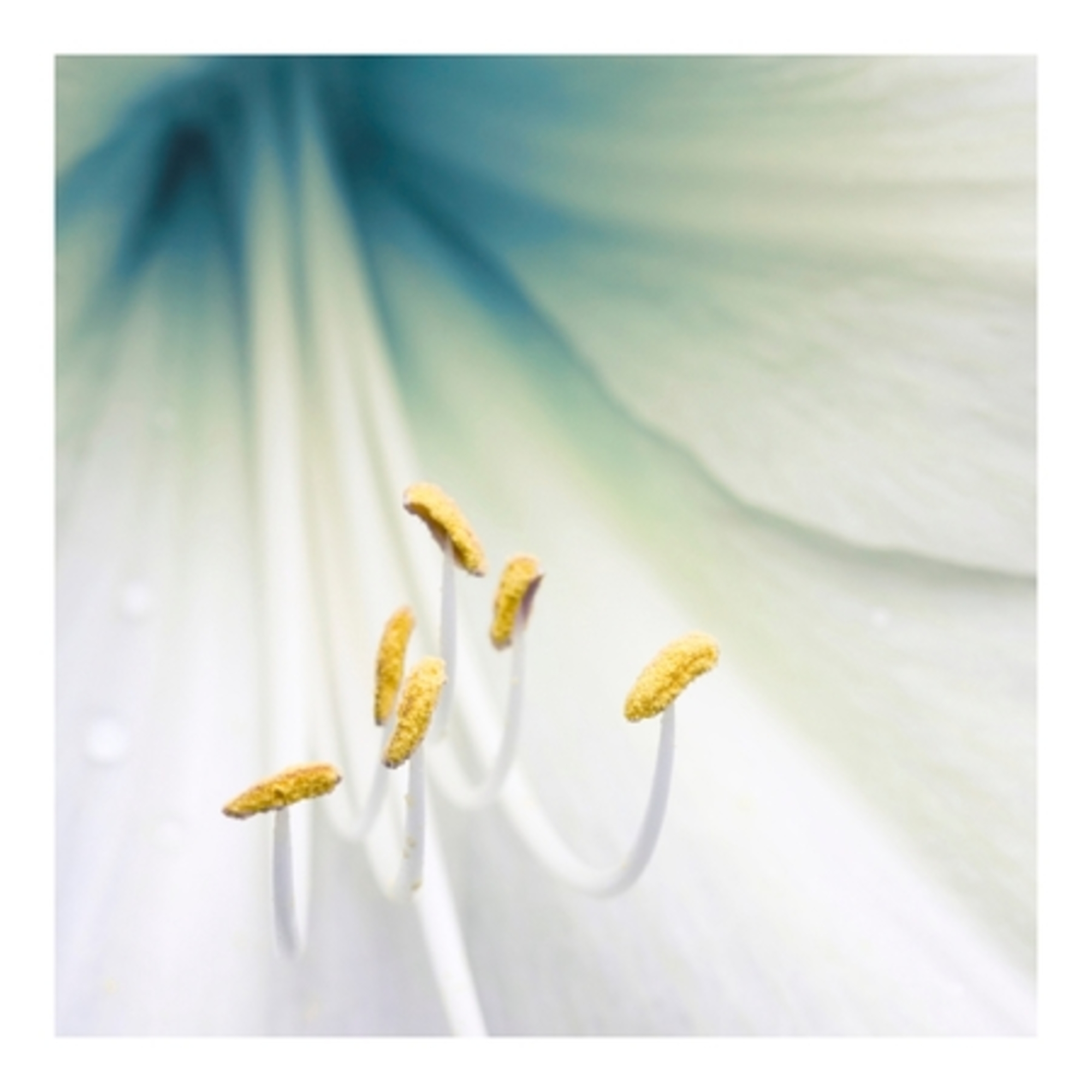 Eau extraordinaire de lys