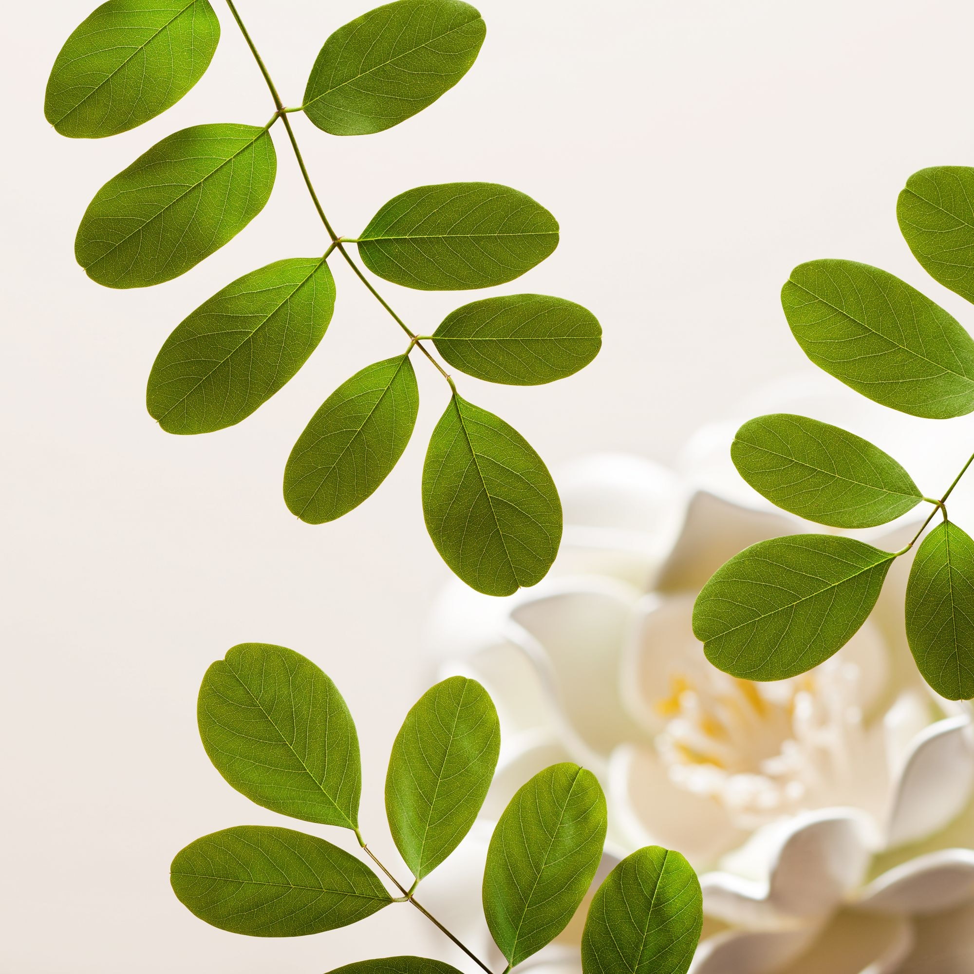 Mousse nettoyante légère visage