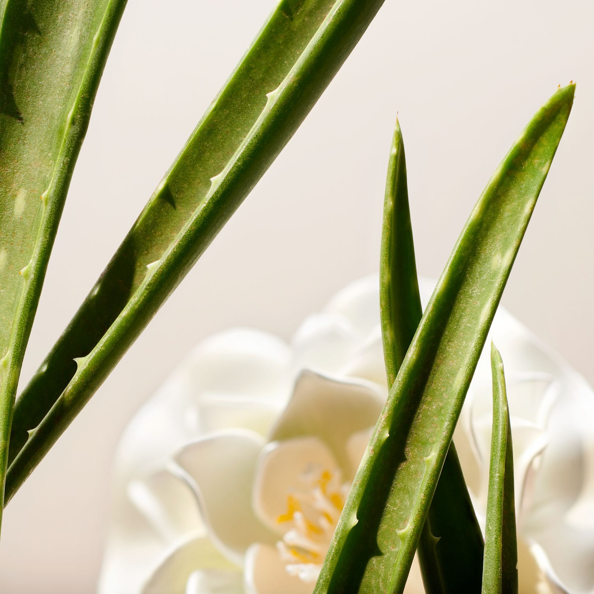 Lotion tonique visage