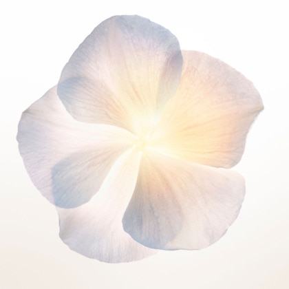 Eau de parfum - poudrée