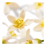 100ML Nuxe SOINS PRODIGIEUX® Huile Prodigieuse® Néroli  4 of 4 Huile Prodigieuse® Néroli
