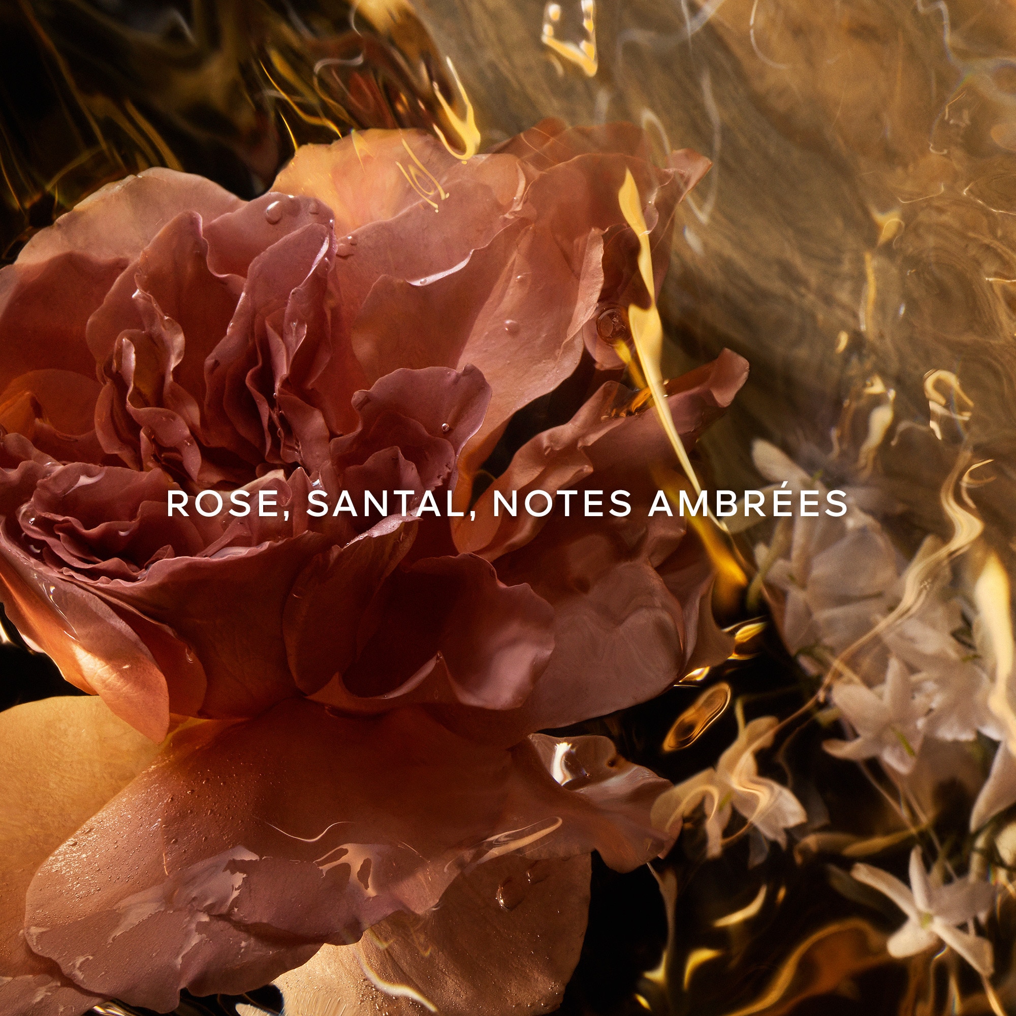 Santal royal eau de parfum