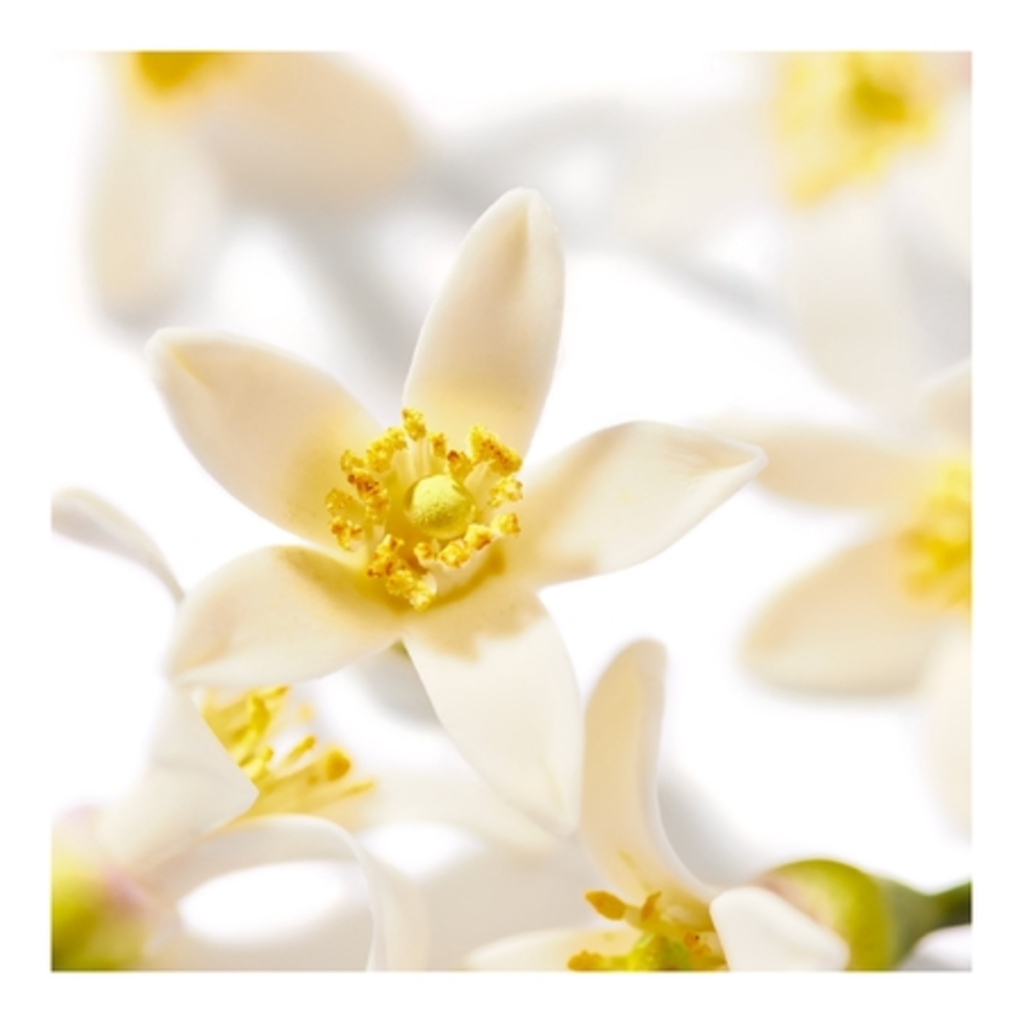 Huile Prodigieuse® Néroli