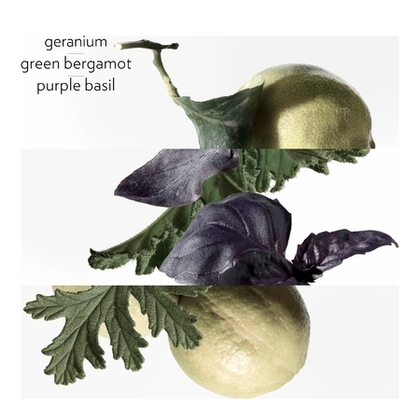 Eau de Basilic Pourpre - Eau de cologne