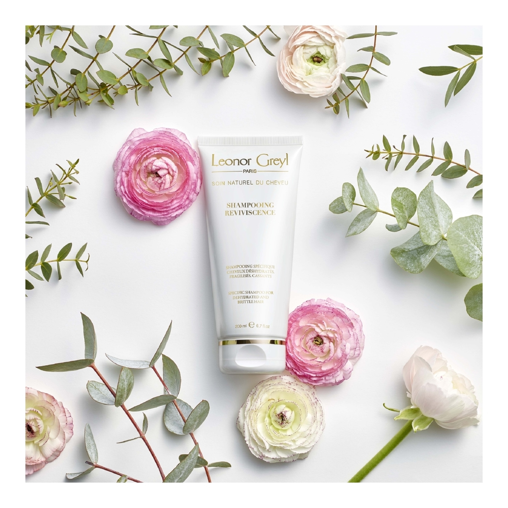 Shampooing reviviscence