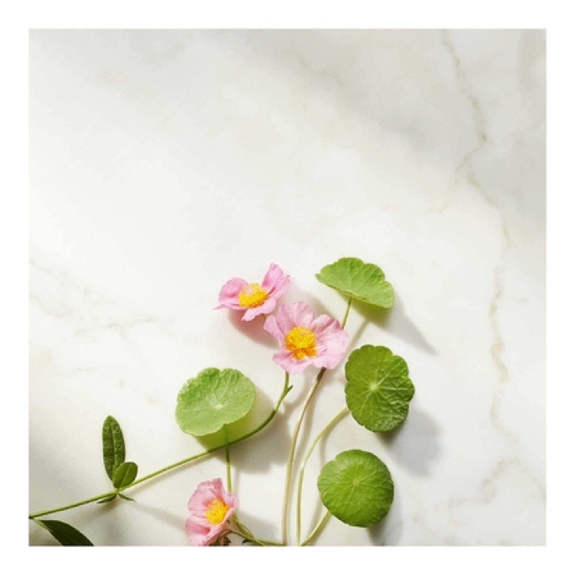 Crème de nuit raffermissante