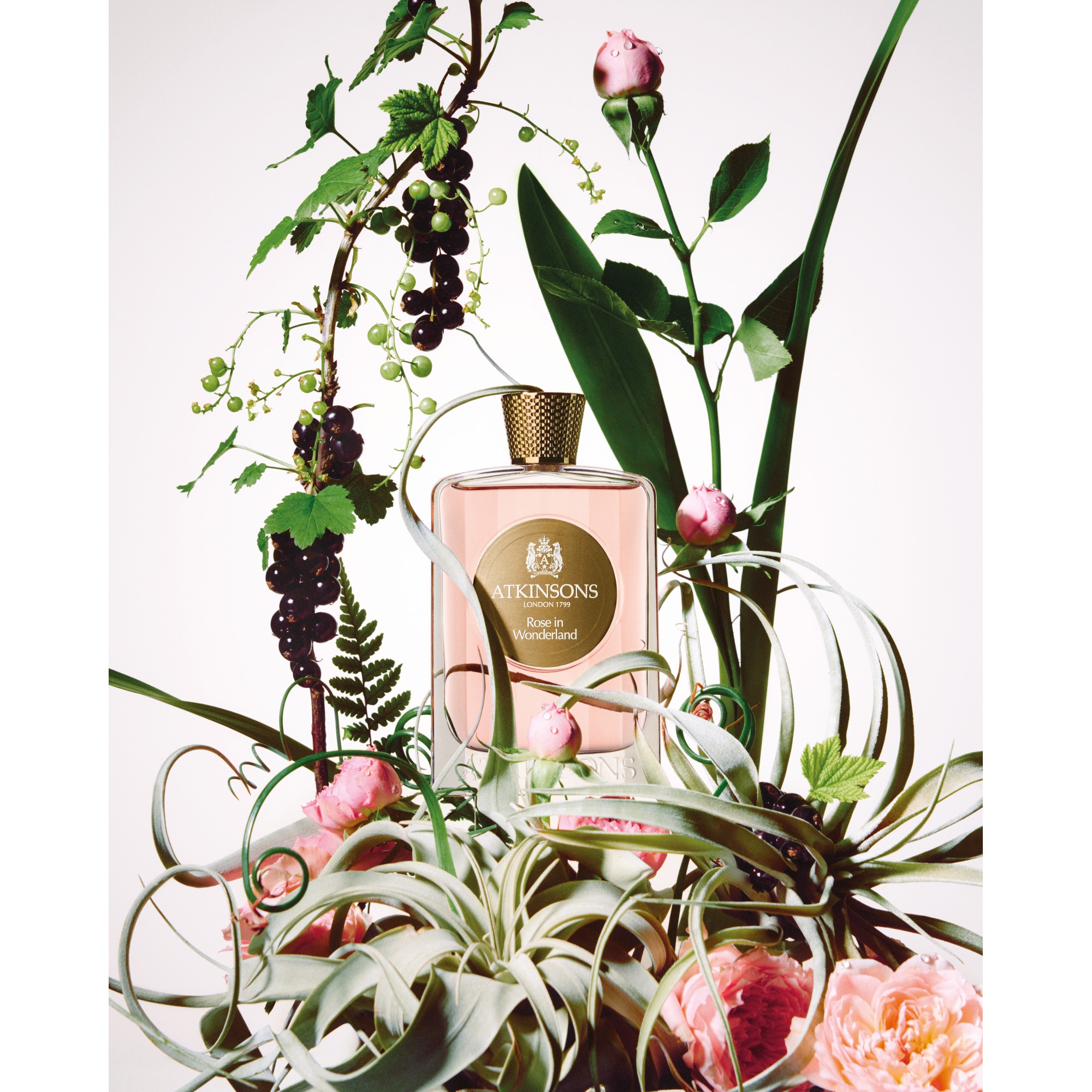 100ML ATKINSONS ROSE IN WONDERLAND Eau de parfum 1 of 4