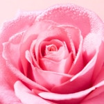100mL Nuxe VERY ROSE Eau micellaire démaquillante apaisante 4 of 4 Eau micellaire démaquillante apaisante