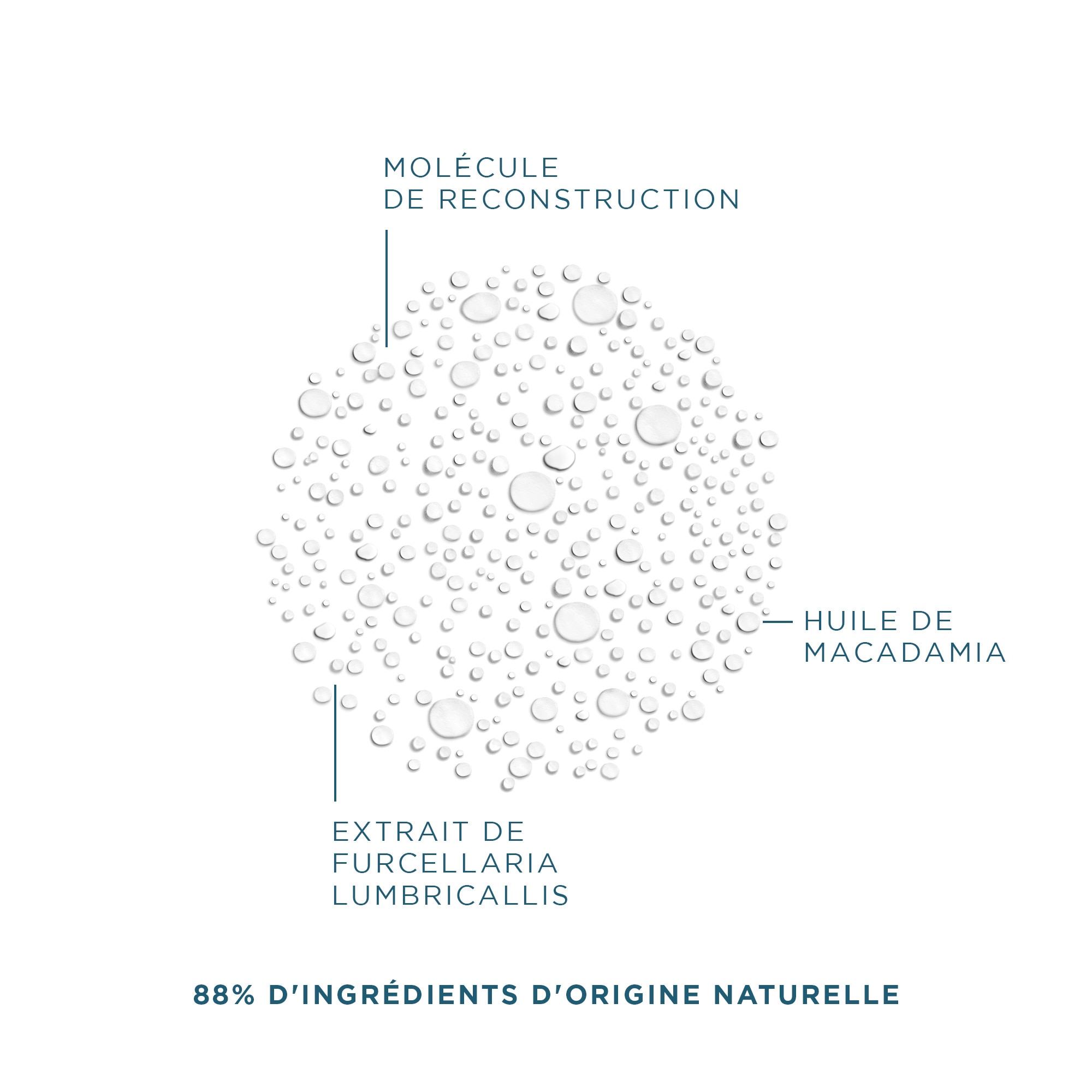 Brume de mer capillaire