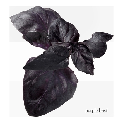 Eau de Basilic Pourpre - Eau de cologne