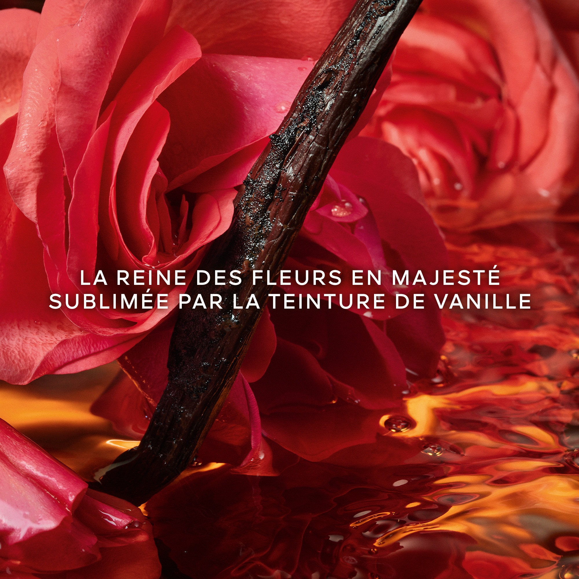 50ml Guerlain SHALIMAR MILESIME ROSE Eau de parfum  1 of 4 