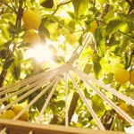 100mL MAISON MARGIELA REPLICA UNDER THE LEMON TREES Eau de toilette 2 of 4 Eau de toilette