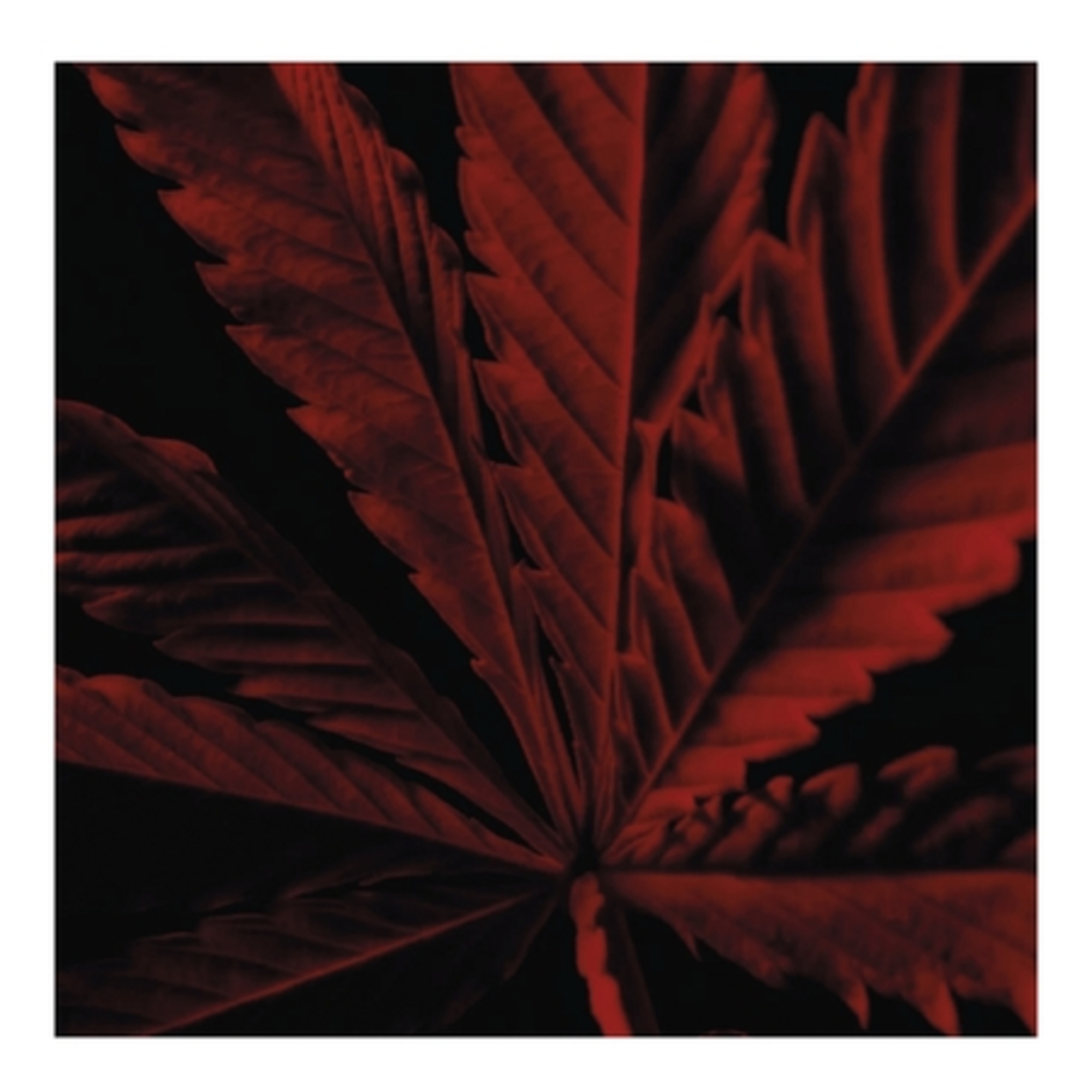 Eau de toilette intense