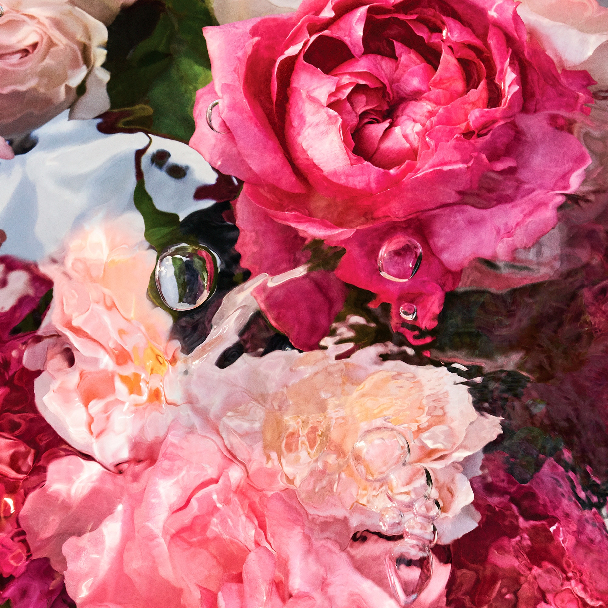 Rosa rossa - eau de toilette