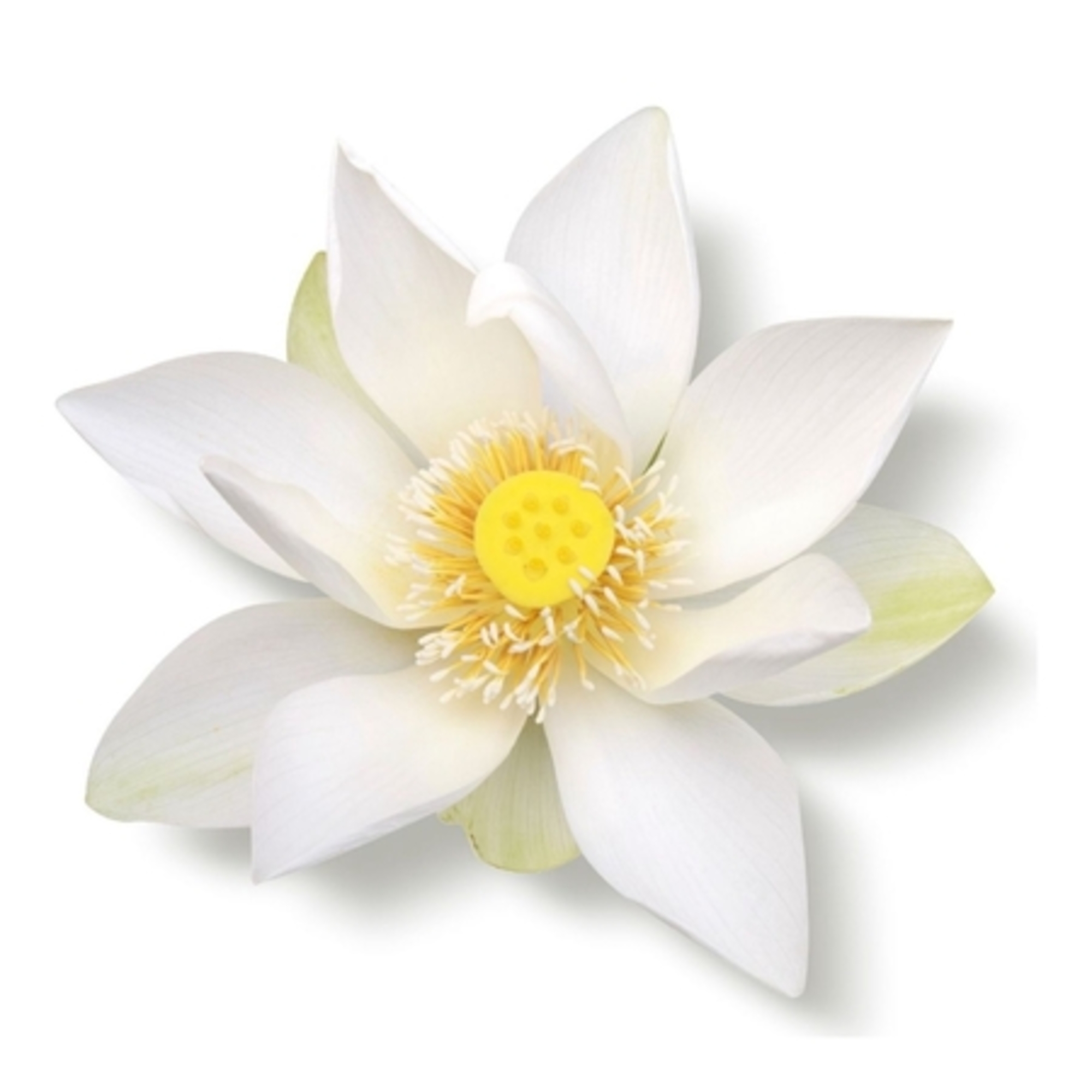 Crème corporelle apaisante lotus sacré & jujube