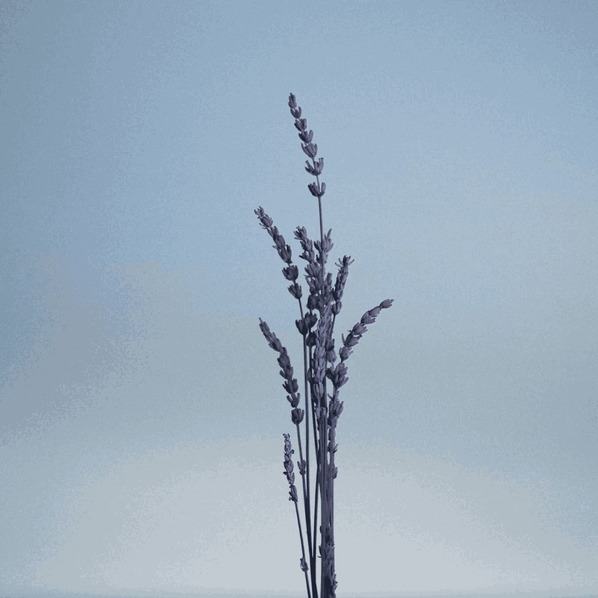 Lotion après-rasage