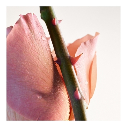 Eau de parfum "Parco Palladiano VI - Rosa"