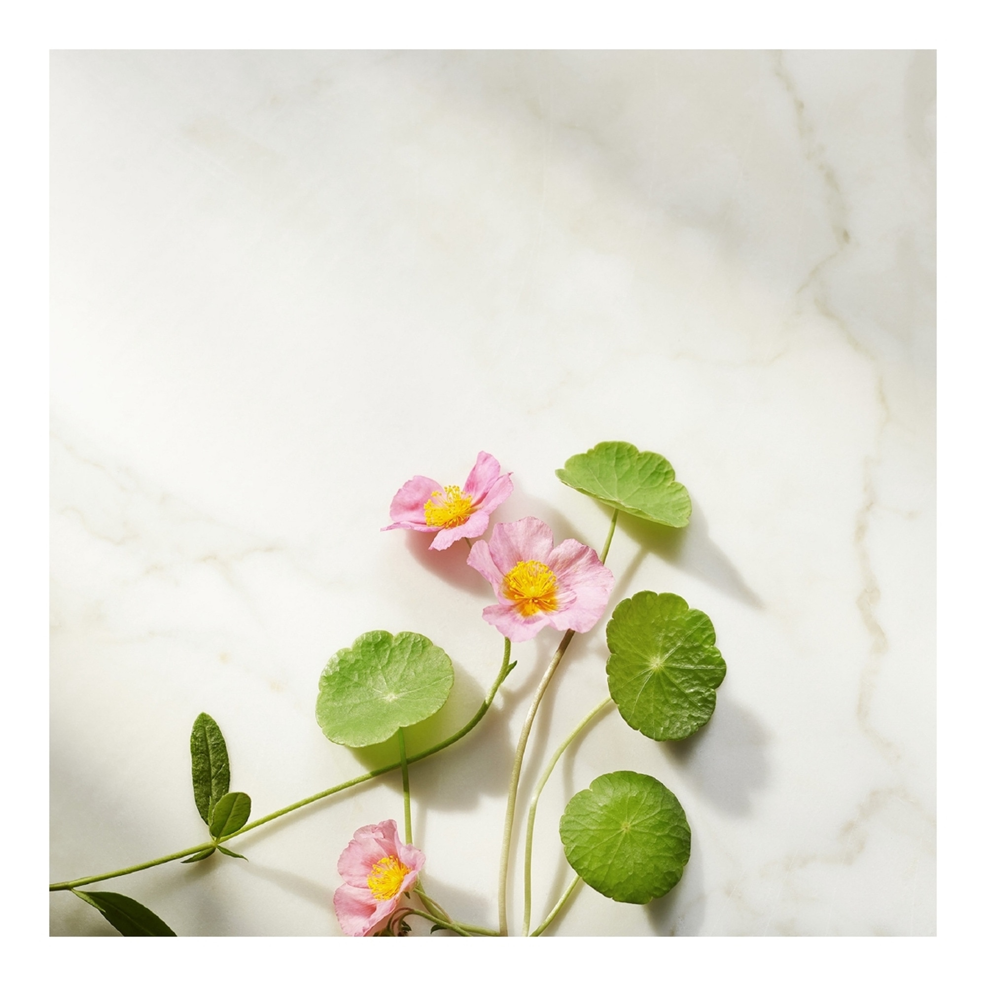 Recharge sérum raffermissant