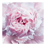 100ML DIOR MISS DIOR Déodorant parfumé  2 of 2 Déodorant parfumé