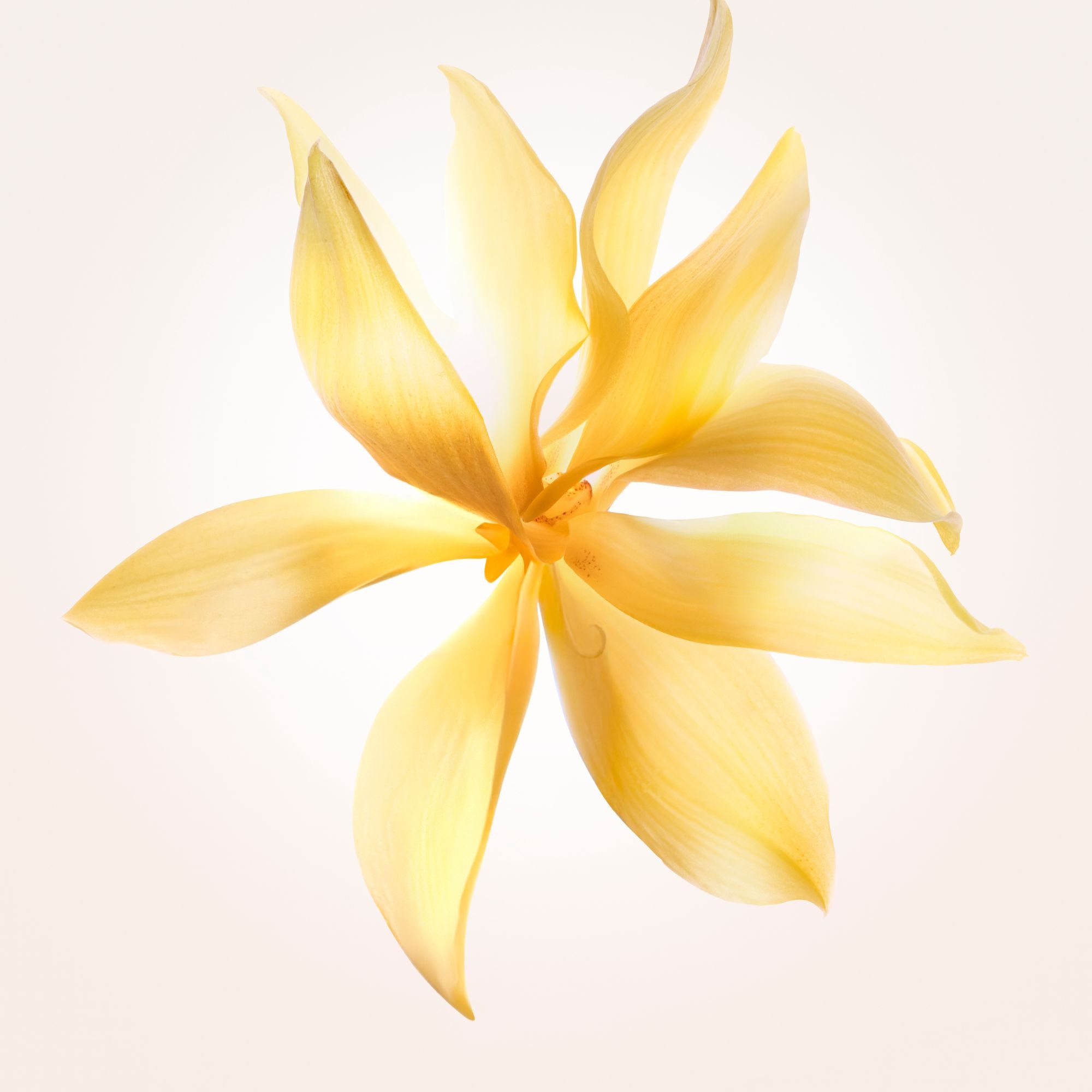 Eau de parfum - ambrée