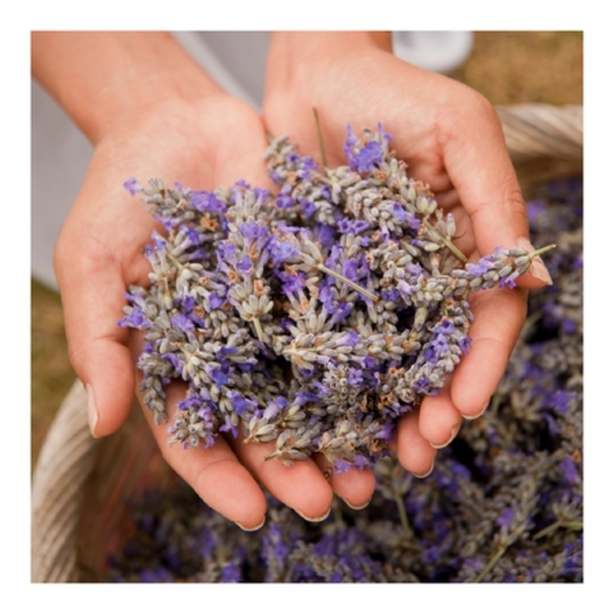 Eau florale de lavande