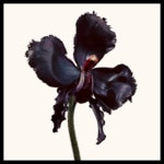 100mL Tom Ford BLACK ORCHID RESERVE Eau de parfum 3 of 4 Eau de parfum
