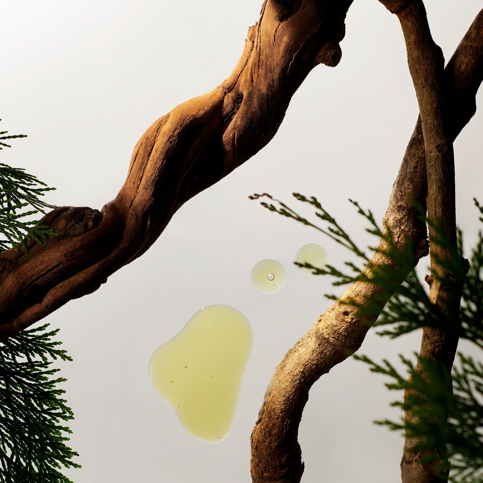 Shampoing fortifiant