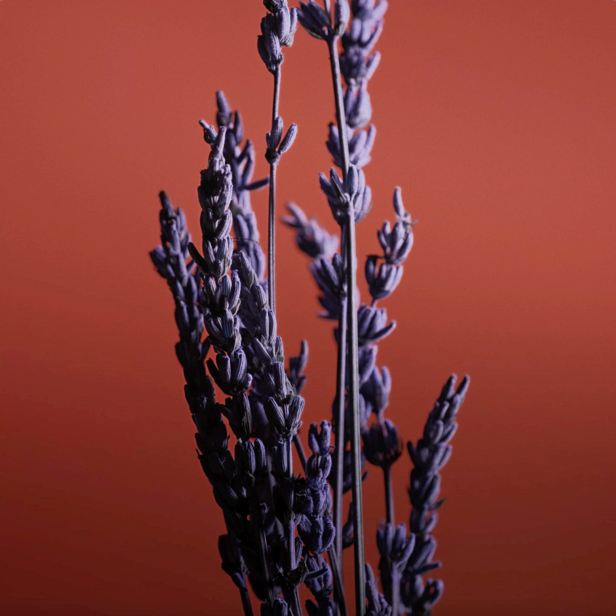 Eau de parfum intense